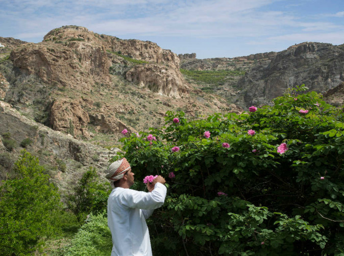 0034_Rose Farm  _Ministry of Heritage & Tourism Sultanate of Oman_Schoene Aussichten Touristik
